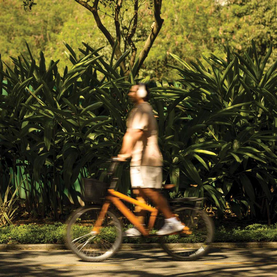 Ciclovia entre árvores